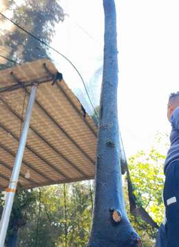 刚刚下山新鲜漂亮母桩金弹子。有喜欢赶紧下单