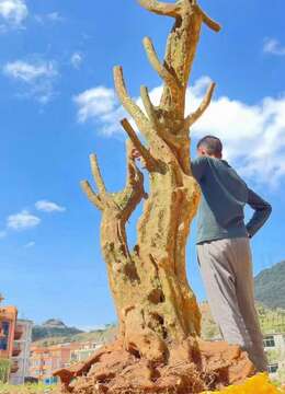 金弹子盆景价格金弹子↙江苏金弹子