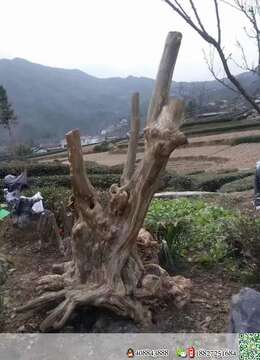 金弹子树桩盆景文人金弹子