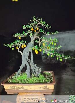 金弹子网树瘿金弹子