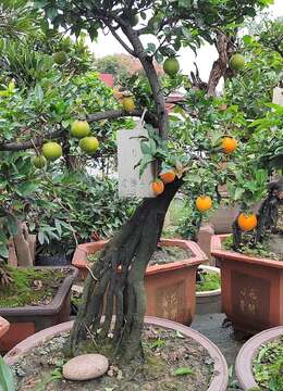 老鸦柿嫁接用什么砧木