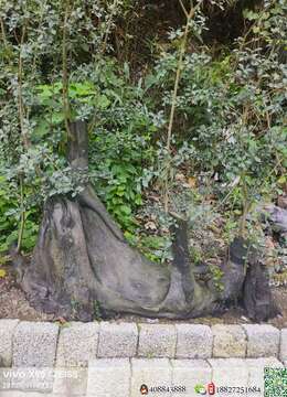 金弹子下山桩提根金弹子