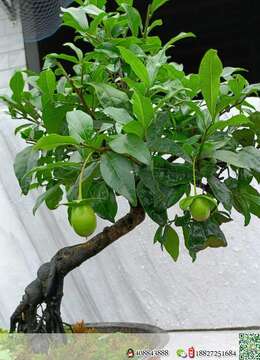 挂果弹子，喜欢的老板联系