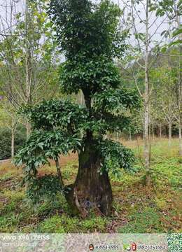 金弹子树桩盆景金弹子的联系方式