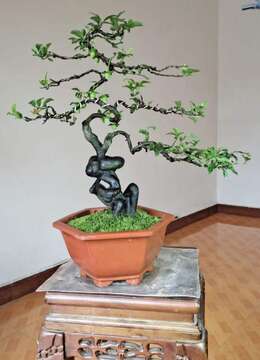 车厘子血红盆景金弹子