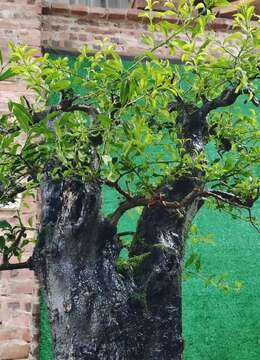 金弹子树桩盆景金弹子能从哪买到