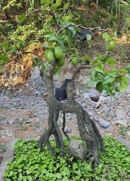 金弹子下山桩金弹子实物照片