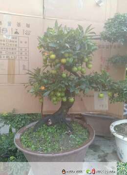 金弹子树桩盆景园林绿化大叶金弹子