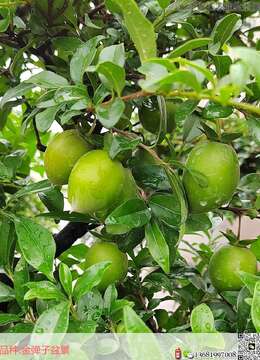 新手头一次上手金弹子盆景要如何养护管理？