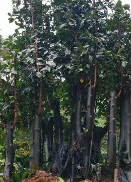 超级大丛林，全冠熟桩金弹子，有喜欢赶紧下单