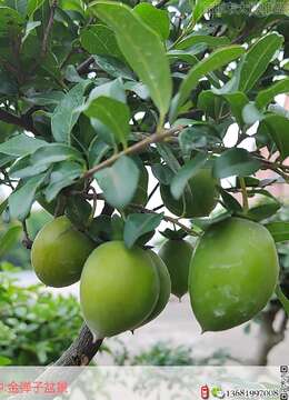 如何才能提高老鸦柿盆景的挂果率