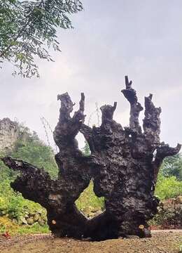 刚刚下山的一个假山堡垒炭化老桩。