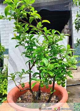 挂果弹子，喜欢的老板联系