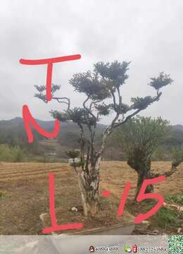 白皮瓜子黄杨大货