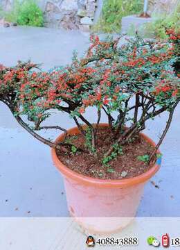 漂亮荀子大庄，果子爆满