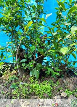 大哥们喜欢金蛋子抓紧时间我这里全部放漏价格，一盆都不留，都是将本钱卖，本人不想做这个行业了