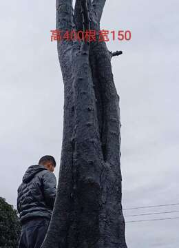 金弹子生桩金弹子在哪有卖的