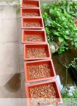 金弹子品种果种子今年有部分出售！混合以下品种果子：长柄玫瑰大血红，车厘子血红（包括长柄，五彩，大果，中果车厘子），水晶葫芦果，血钻血红葫芦，柳叶大葫芦，五号鸡蛋大血红，一号血红，逸源红，小叶西施血红，辣椒血红，长柄大红花生，小叶血扁，柿饼果，金边叶五星微扁，大冬瓜血红等，全是品种果子种子！