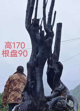 刚下山回来一棵漂亮古桩金弹子