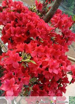 挂果金弹子无锡金弹子小品实物图片