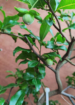 赏玩小品金弹子120号在广西购买金弹子赏玩小品图片金弹子小品交易