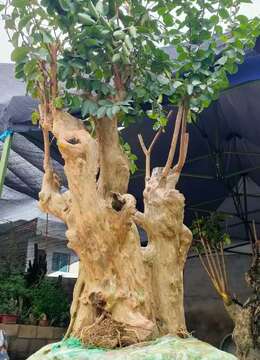 紫薇已嫁接多年了国旗红，有想法来聊。