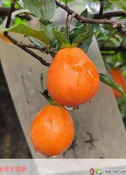 老鸦柿高压最好在什么时间