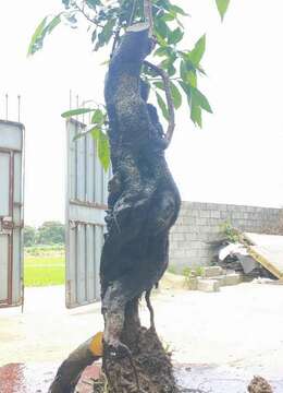 金弹子树桩盆景金弹子图片及价格