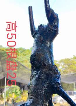 刚刚下山新鲜漂亮母桩金弹子，有喜欢赶紧下单