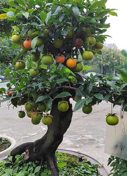 金弹子能经常喷水吗