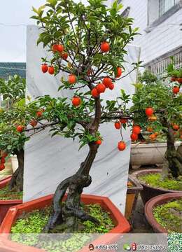 金弹子熟桩带土球包邮金弹子市场