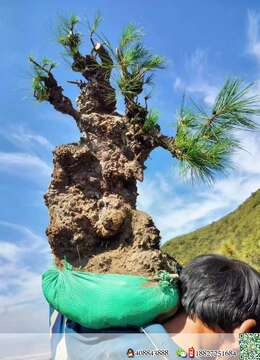 出土漂亮山松