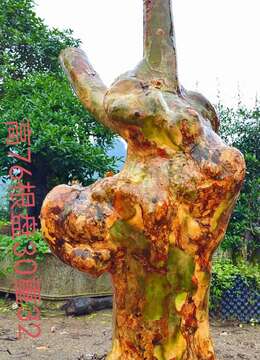 刚刚下山新鲜，漂亮紫薇有喜欢赶紧下单。