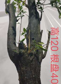 漂亮熟桩金弹子，有喜欢赶紧下单吧。