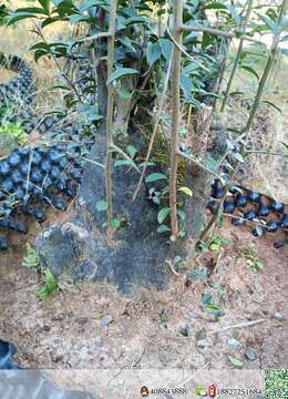 金弹子熟桩野生挂果小叶金弹子