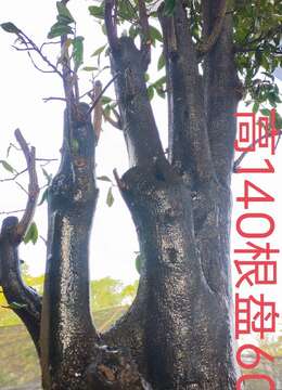 漂亮大母桩金弹子，几年大熟桩，有一起打包价格美丽