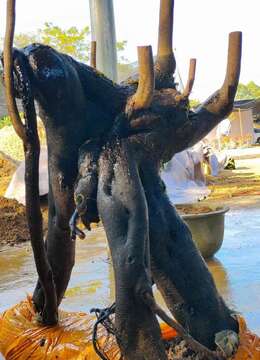 漂亮提根怪桩坨坨。熟桩金弹子，有喜欢赶紧下单