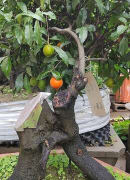 老鸦柿怎么分公母？