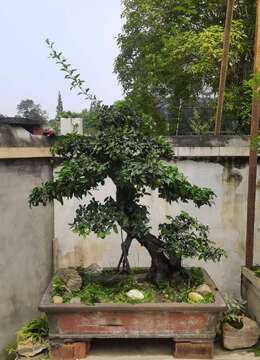 金弹子下山桩典雅金弹子出售