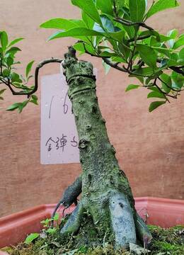 老桩164号牛角造型金弹子树桩花开两朵挂果金弹子品种