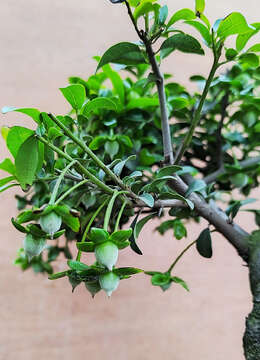 高桩111号金弹子，山西挂果金弹子盆景，山西金弹子小品