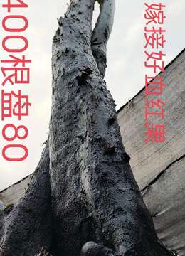 漂亮大熟桩。千斤大地景。大母桩金弹子，嫁接好血红果，别墅庭院首选，刚好一对