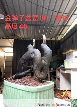 金弹子树桩盆景金弹子★河南金弹子熟桩盆景