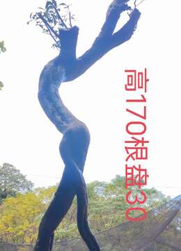 漂亮熟桩金弹子，有喜欢赶紧下单