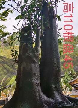 漂亮母桩，大熟桩金弹子，一起打包价格美丽。有喜欢赶紧下单