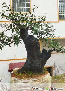 金弹子原生母，基粗39，高102