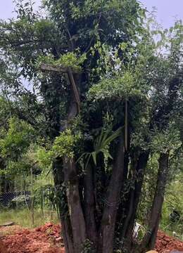 吨位级大丛林金弹子。嫁接好四季果。别墅庭院首选，有喜欢赶紧下单