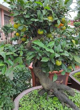 老鸦柿枝条能不能嫁接到金弹子树上