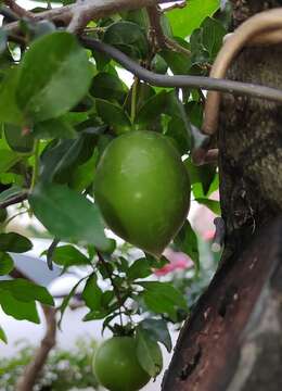 夏季生桩金弹子用水泡多久