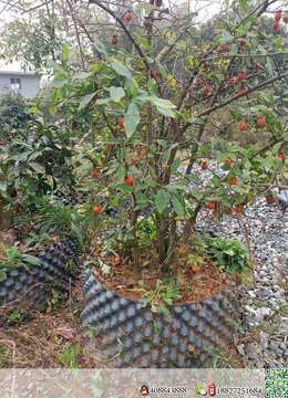 原生母，灌木弹子，根宽25.高，60.